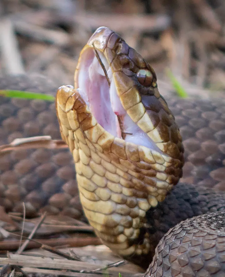 Cottonmouth ఫోటో