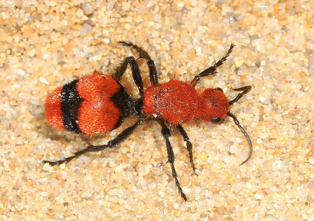 Foto de Cow killer velvet ant