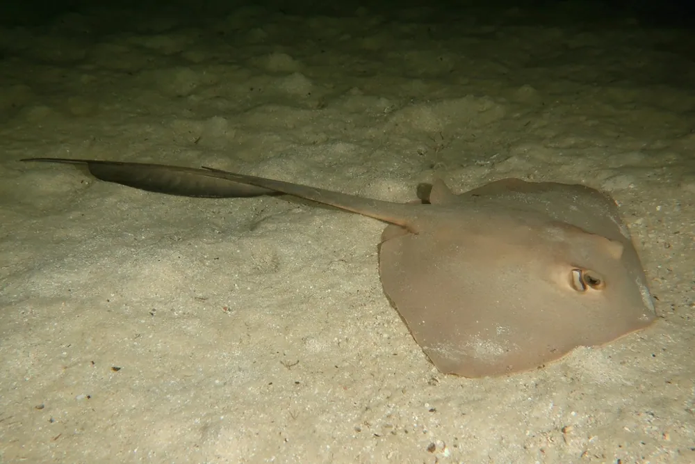 عکس Cowtail stingray