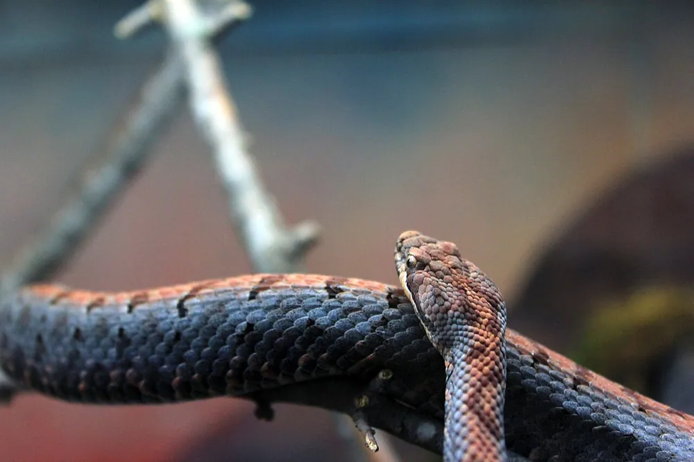 عکس Cross-banded mountain rattlesnake
