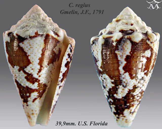 Photo de Crown cone