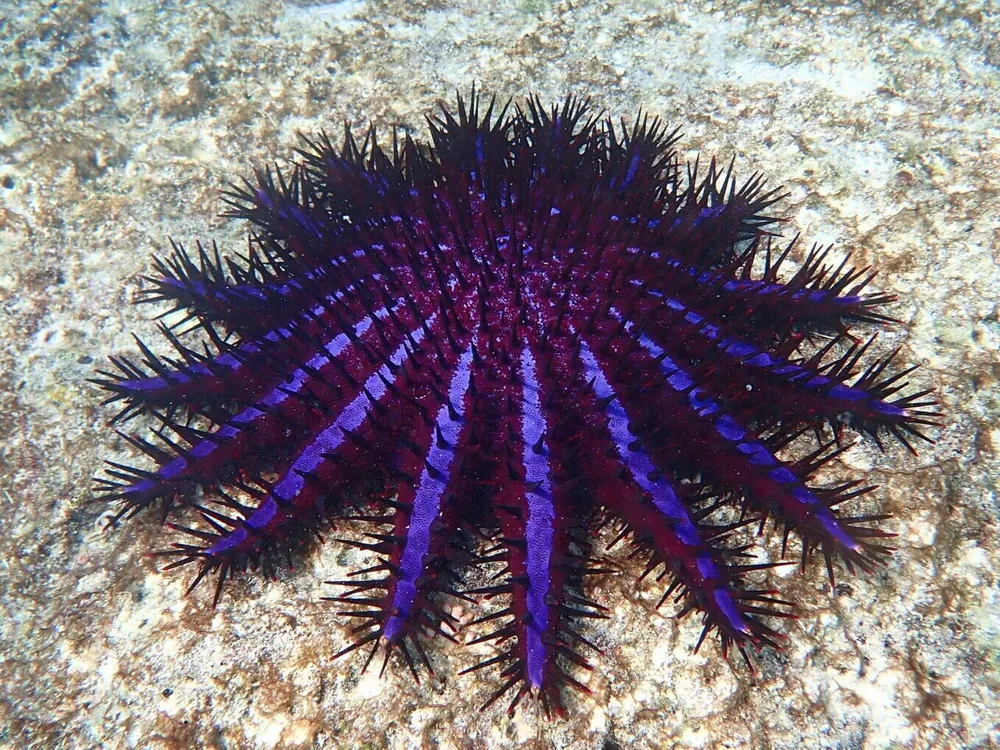 Foto af Crown-of-thorns starfish