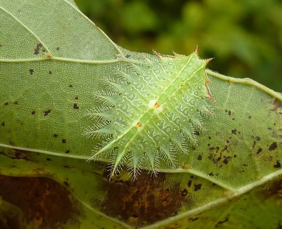 د Crowned slug caterpillar عکس
