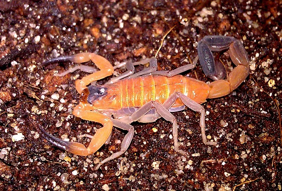 د Cuban blue scorpion عکس