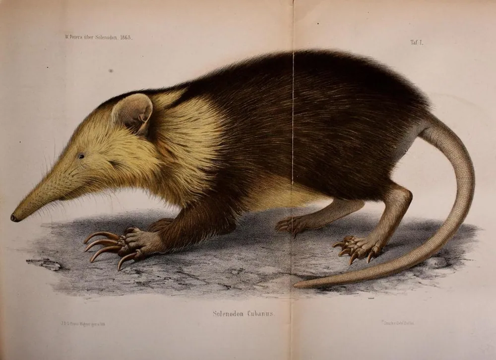 د Cuban solenodon عکس