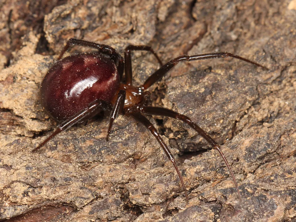 ภาพของCupboard spider
