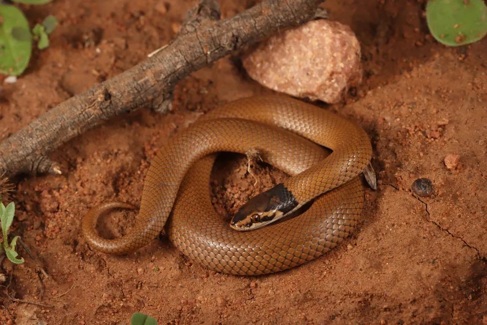 Curl snake کی تصویر