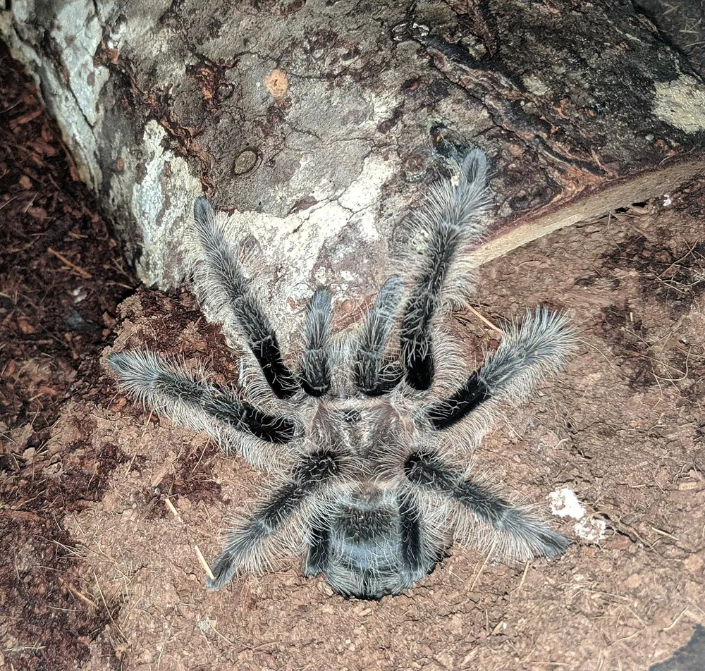د Curlyhair tarantula عکس