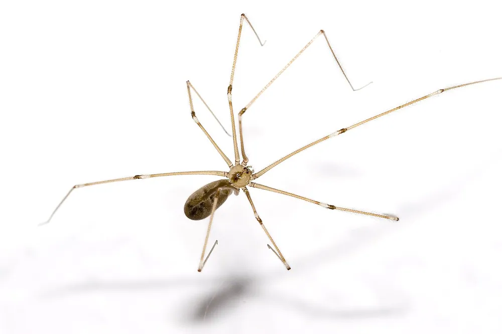 د Daddy long-legs spider عکس