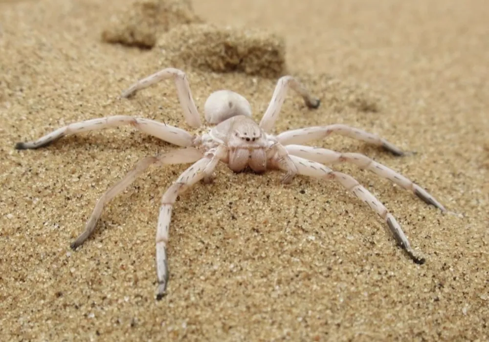عکس Dancing white lady spider