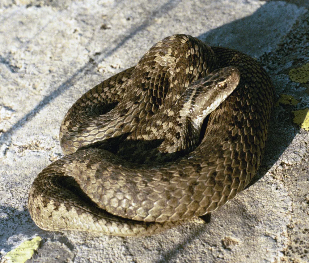 د Darevsky's viper عکس