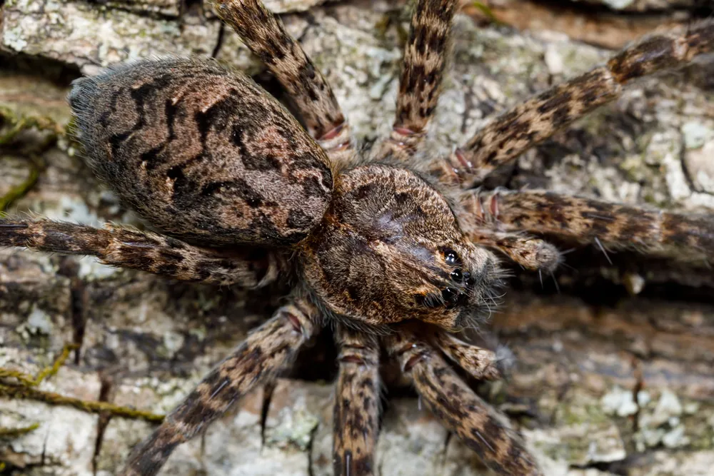 د Dark fishing spider عکس