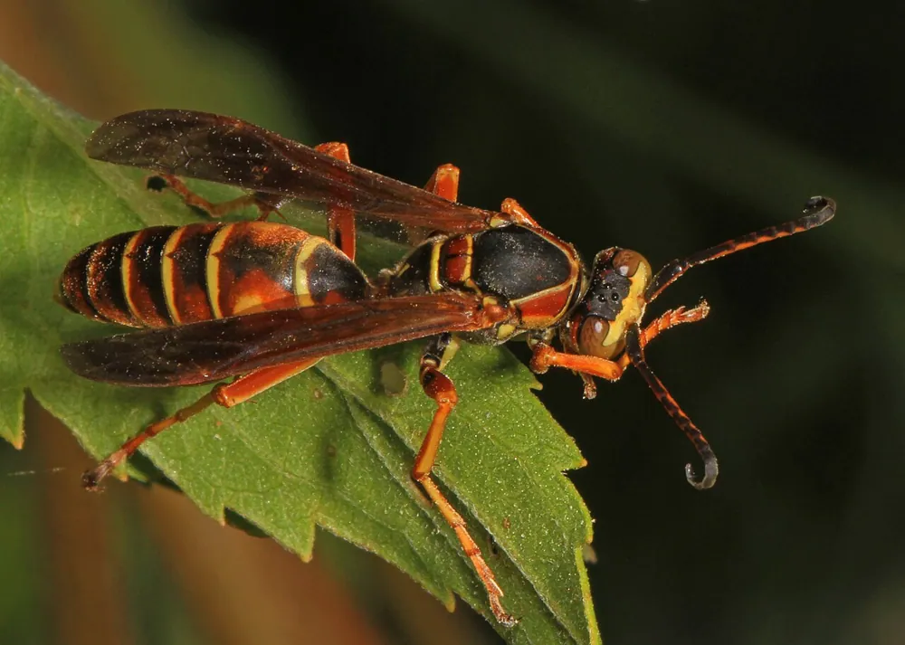 عکس Dark paper wasp