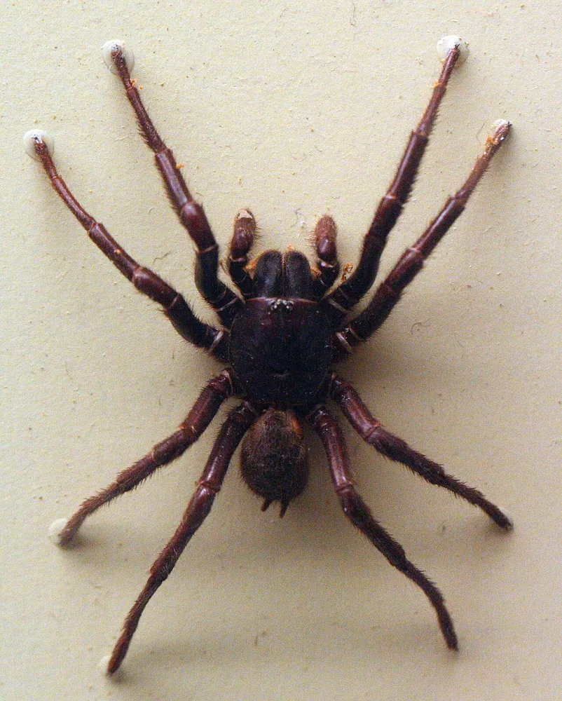 عکس Darling Downs funnel-web spider