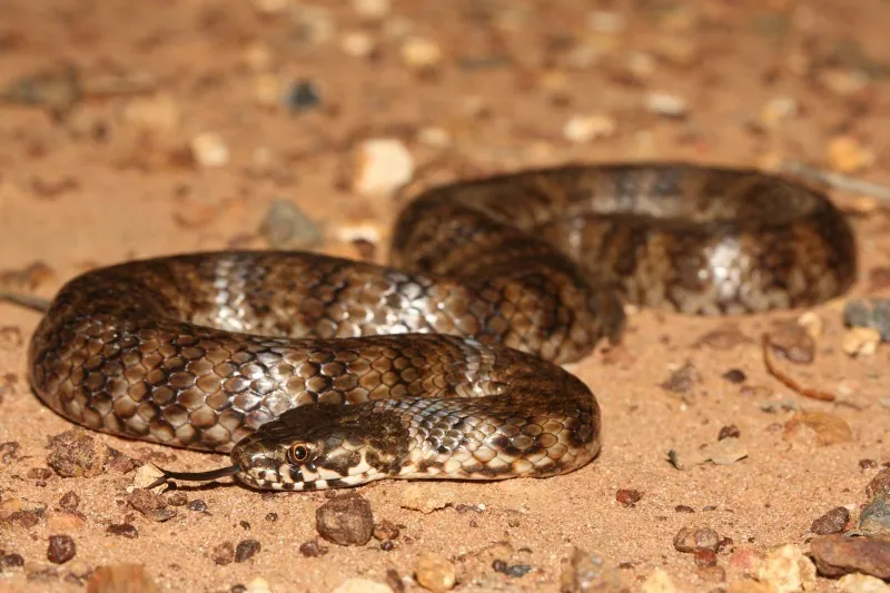 عکس De Vis' banded snake