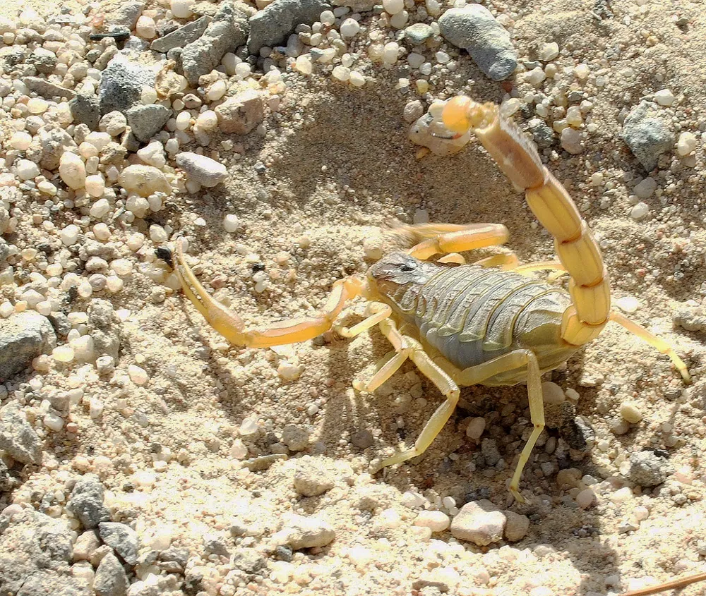 Photo of Deathstalker