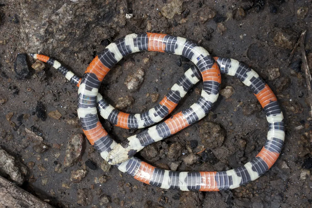 د Desert coral snake عکس