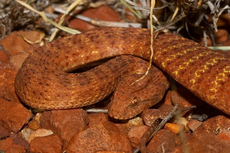 Desert death adder کی تصویر
