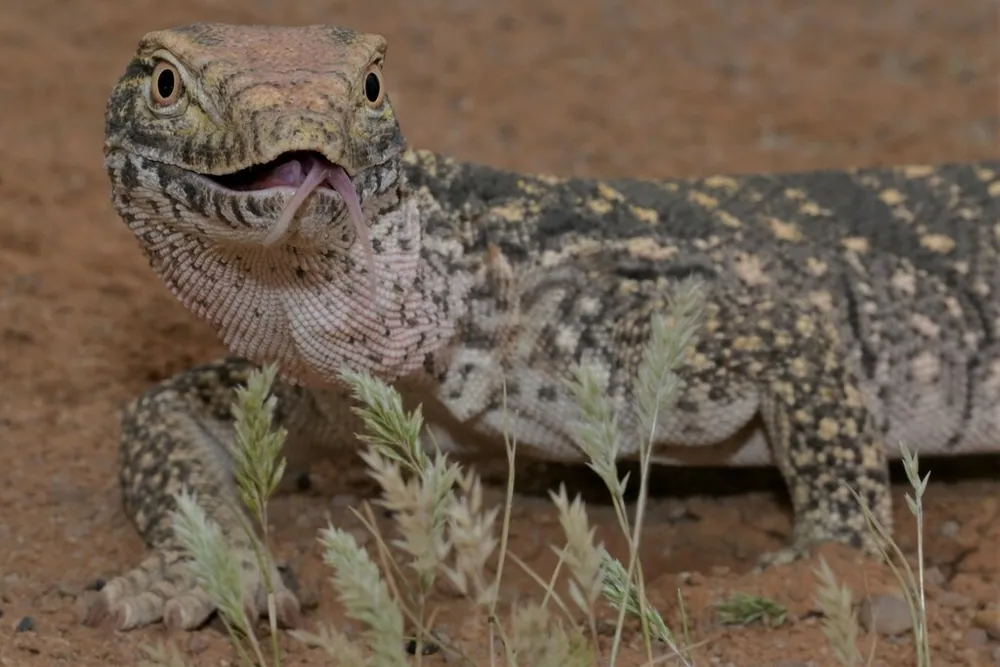 Foto de Desert monitor