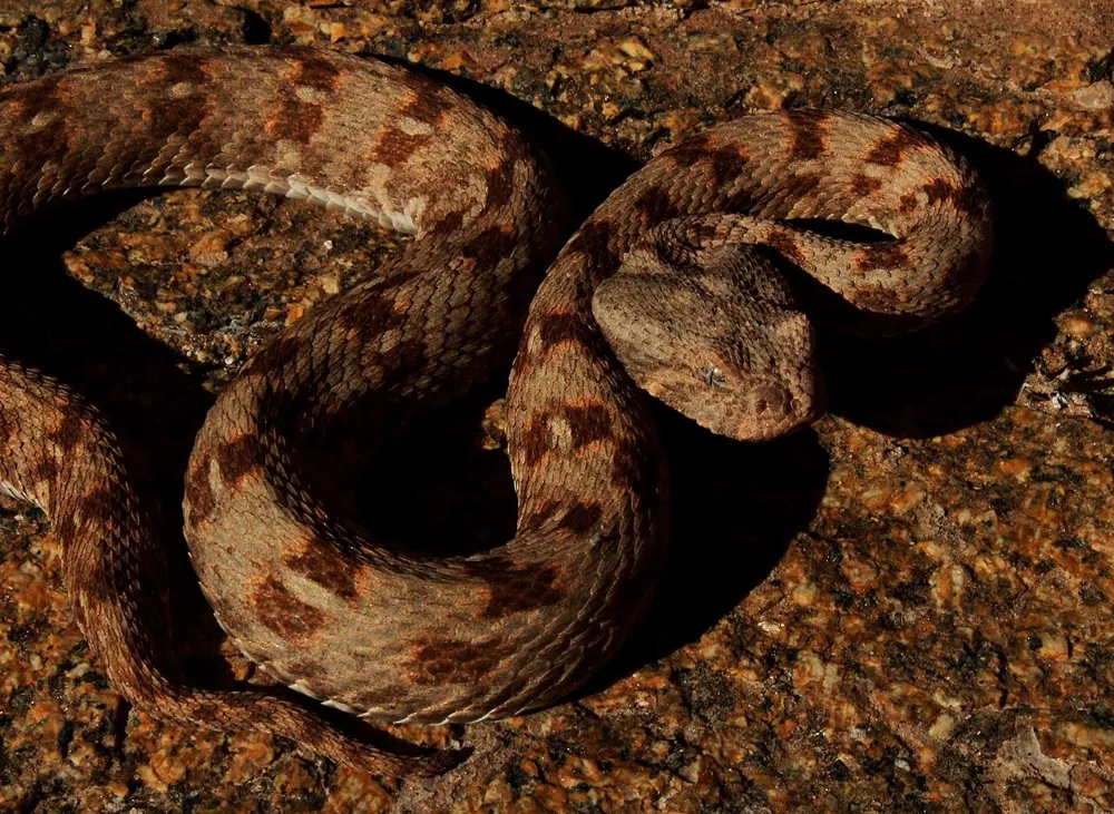 ภาพของDesert mountain adder