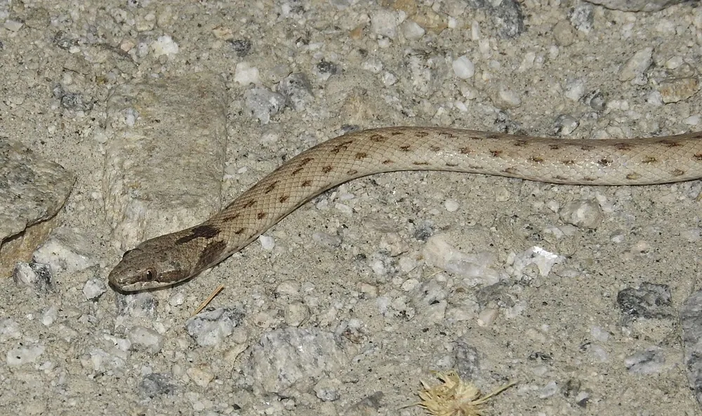 عکس Desert night snake