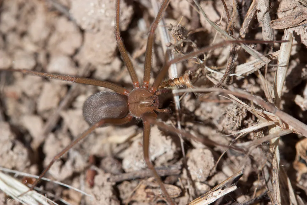 عکس Desert recluse