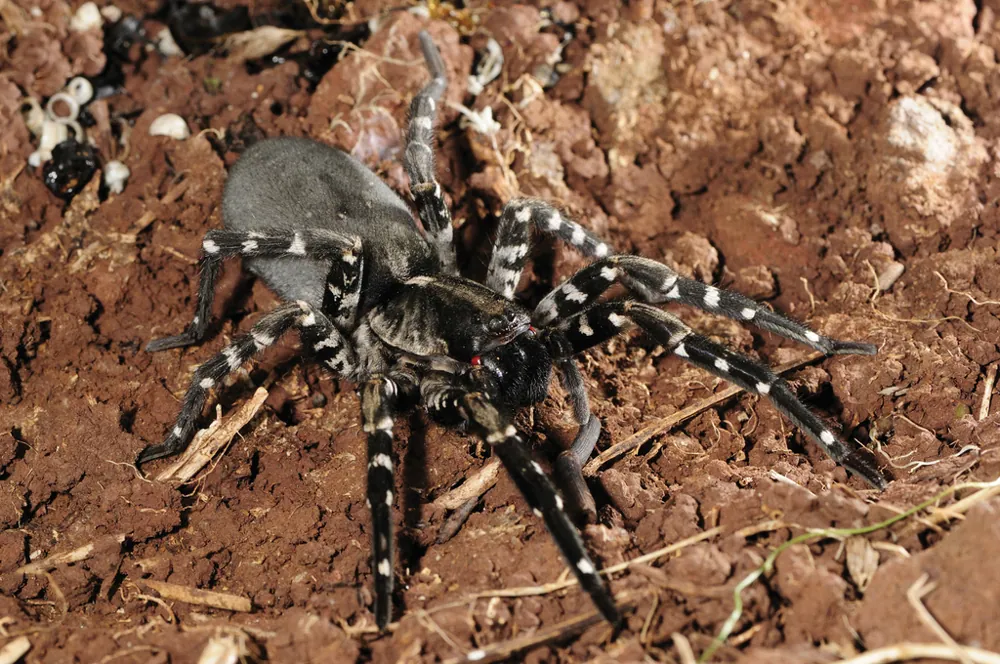 د Desertas wolf spider عکس