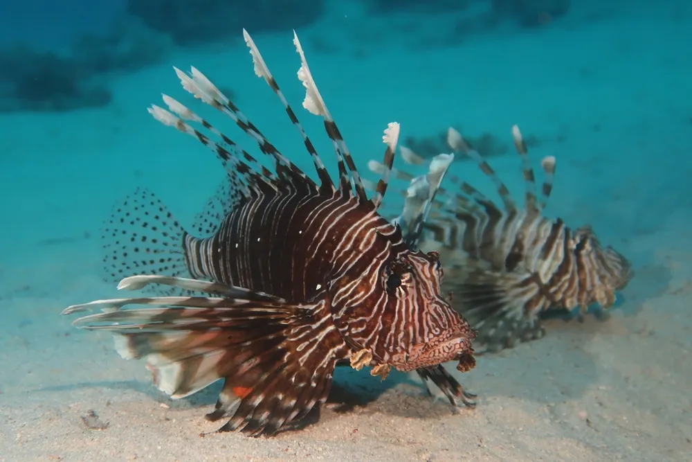 Devil firefish ఫోటో