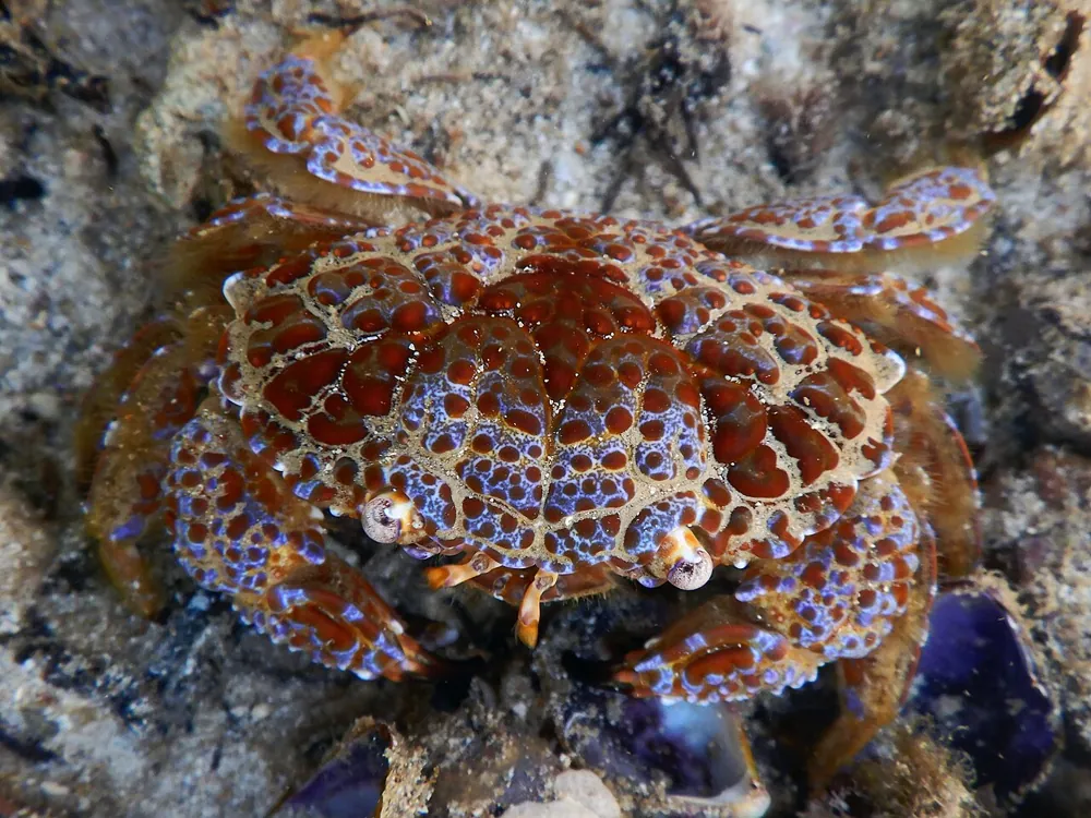Devil reef crab ఫోటో
