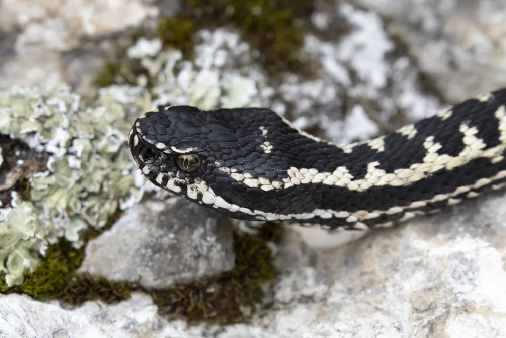 د Dinnik's viper عکس