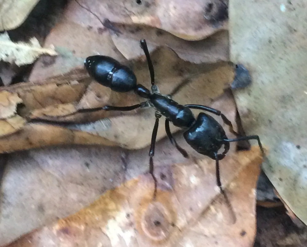 Foto Dinosaur ant of Brazil