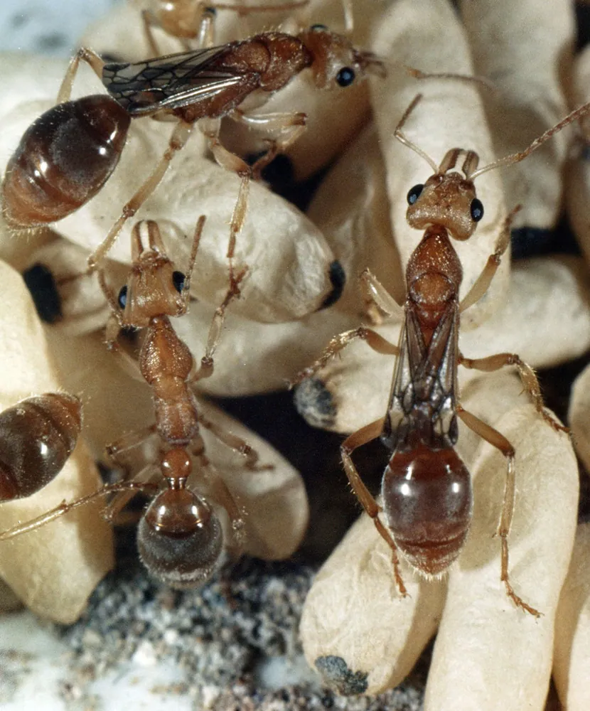 Dinosaur ant کی تصویر