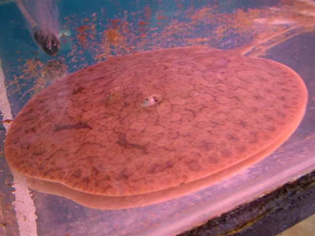 Discus ray ఫోటో