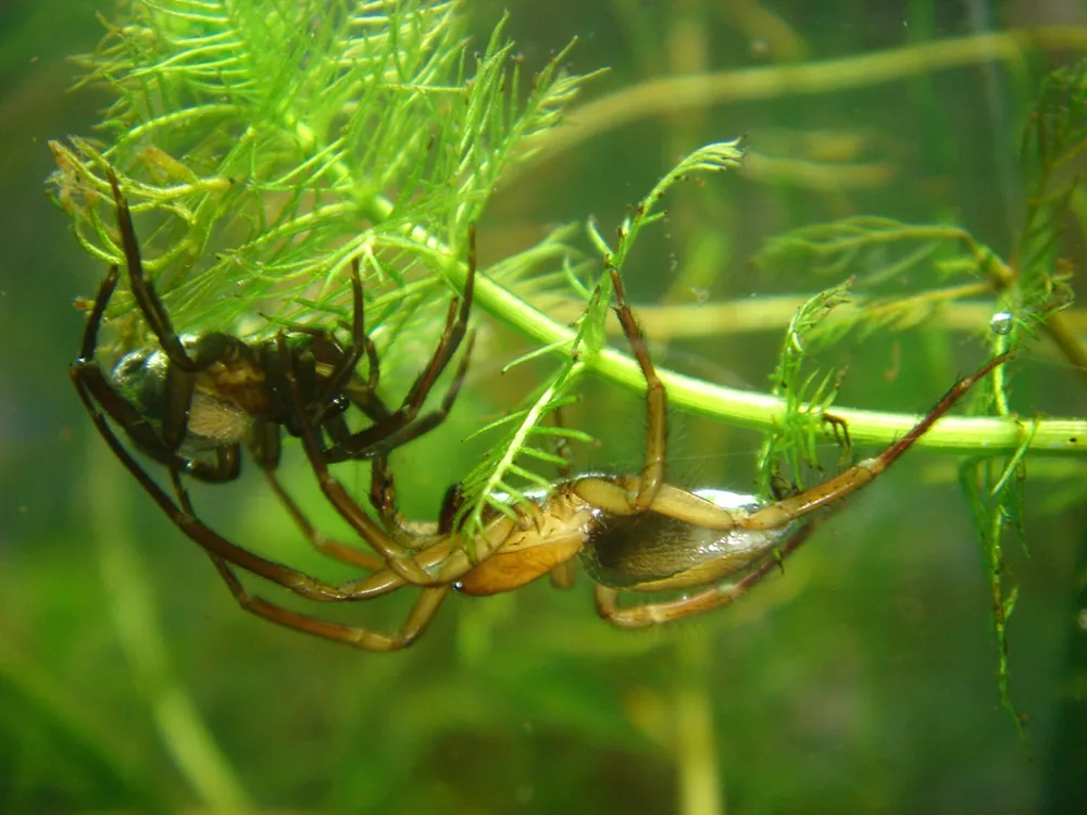 Diving bell spider-இன் புகைப்படம்