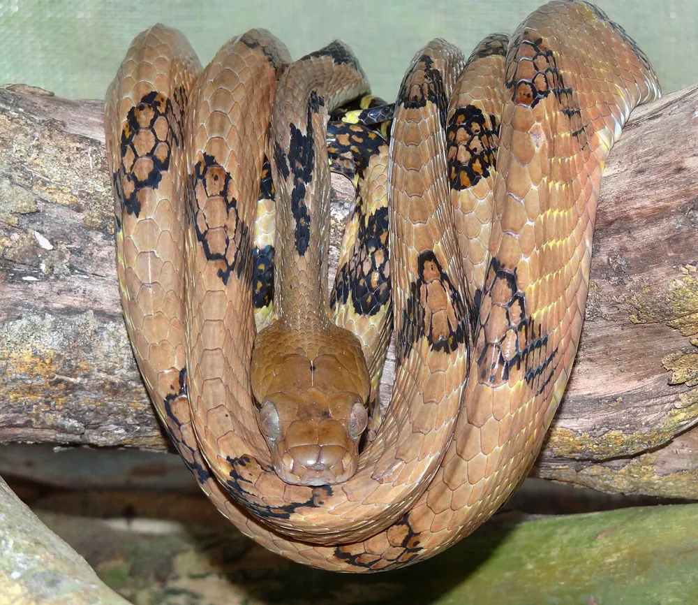 عکس Dog-toothed cat snake
