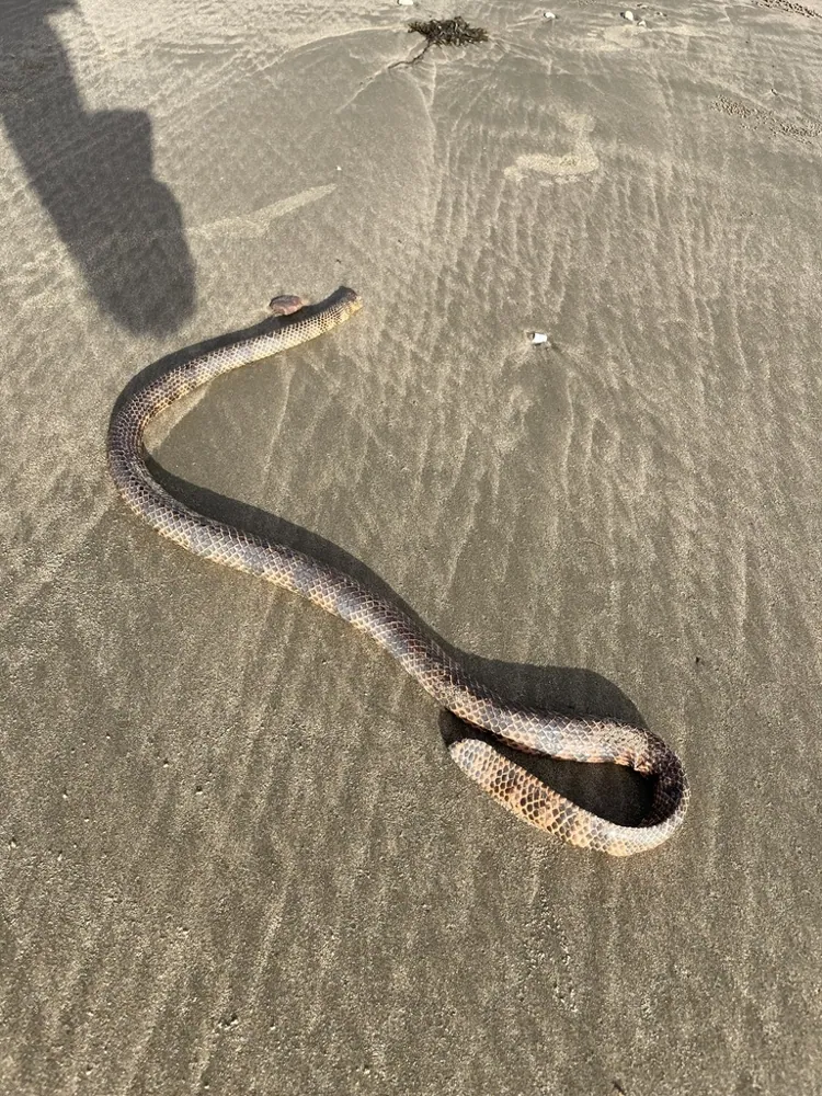 عکس Dubois' sea snake