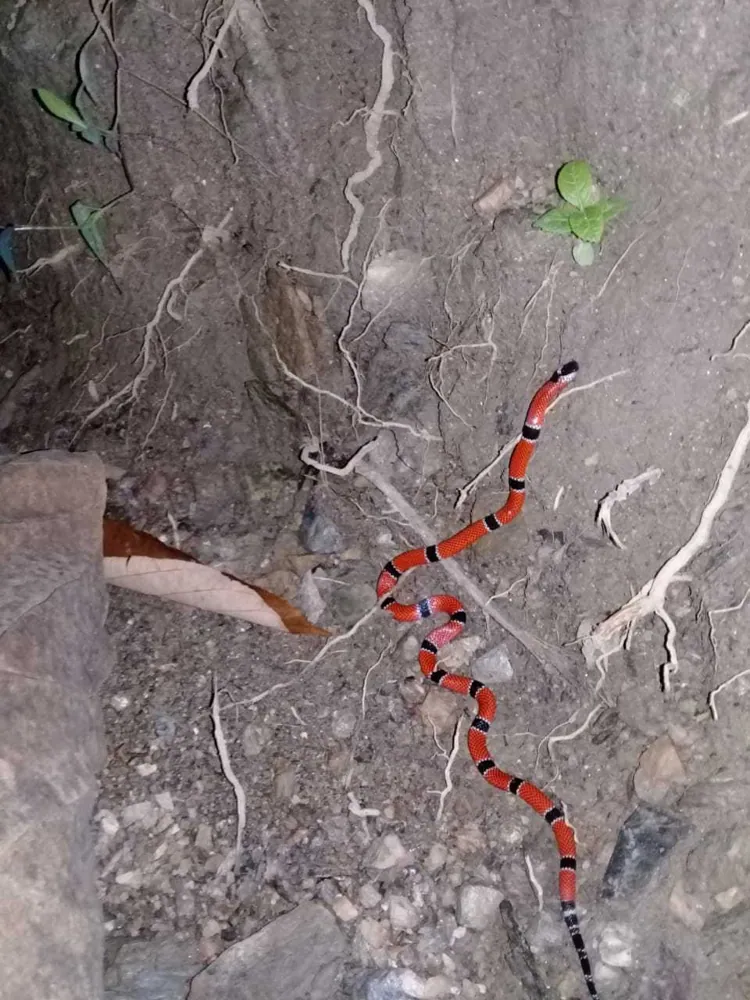 عکس Dumeril's coral snake