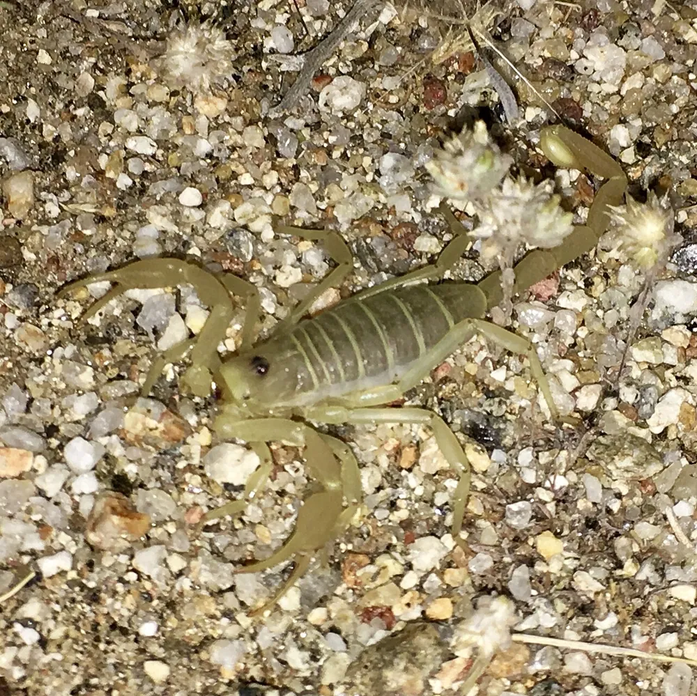 صورة Dune scorpion