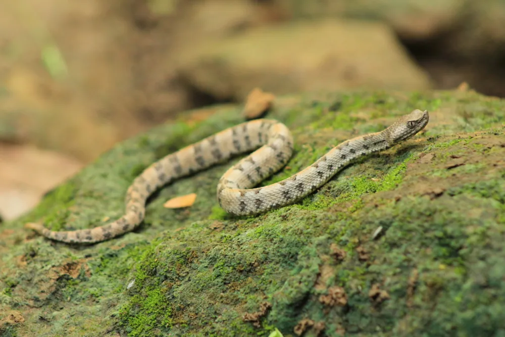 عکس Dunn's hognosed pitviper