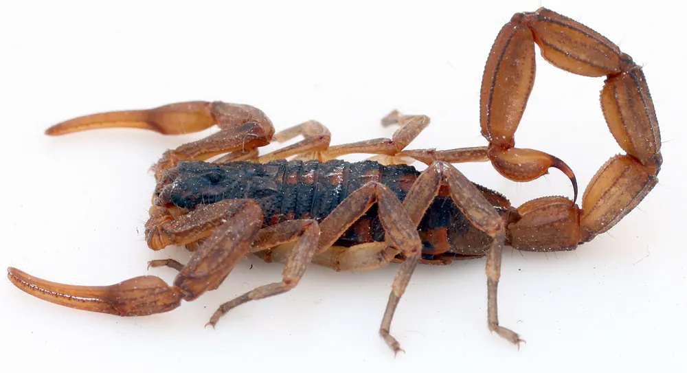 Durango scorpion ఫోటో