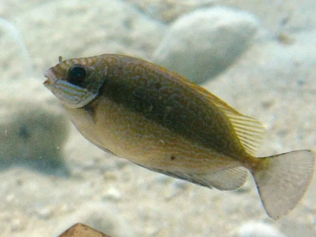 Dusky spinefoot ఫోటో