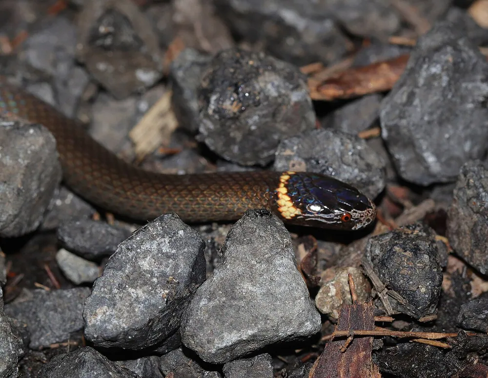 ภาพของDwarf crowned snake