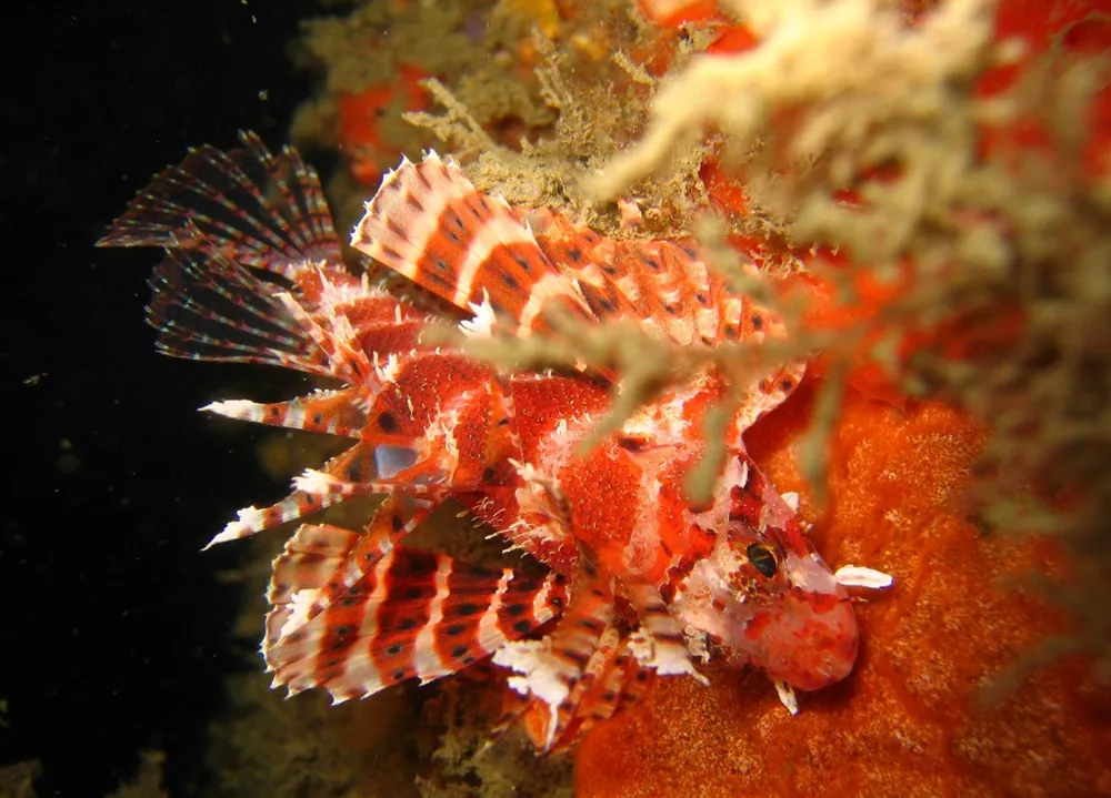 Foto de Dwarf lionfish