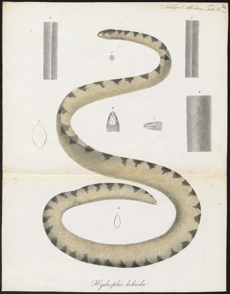 عکس Dwarf sea snake