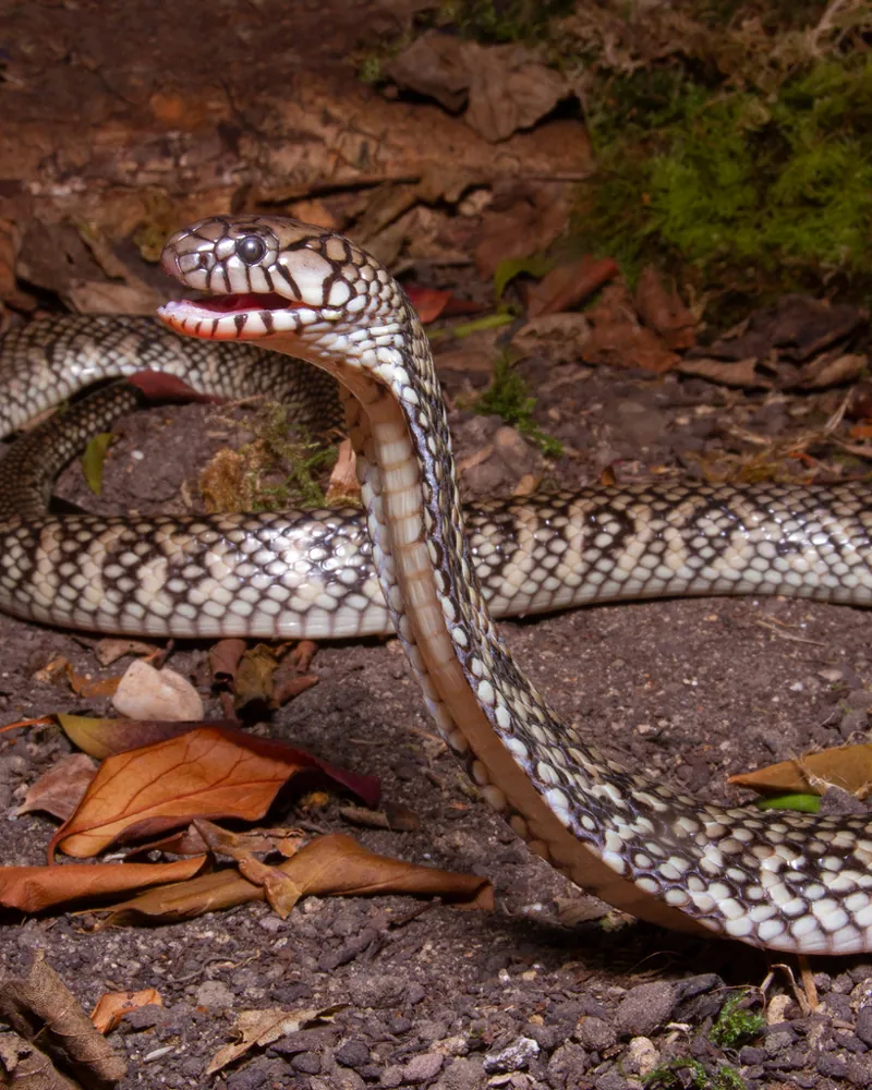 عکس Dwarf water cobra