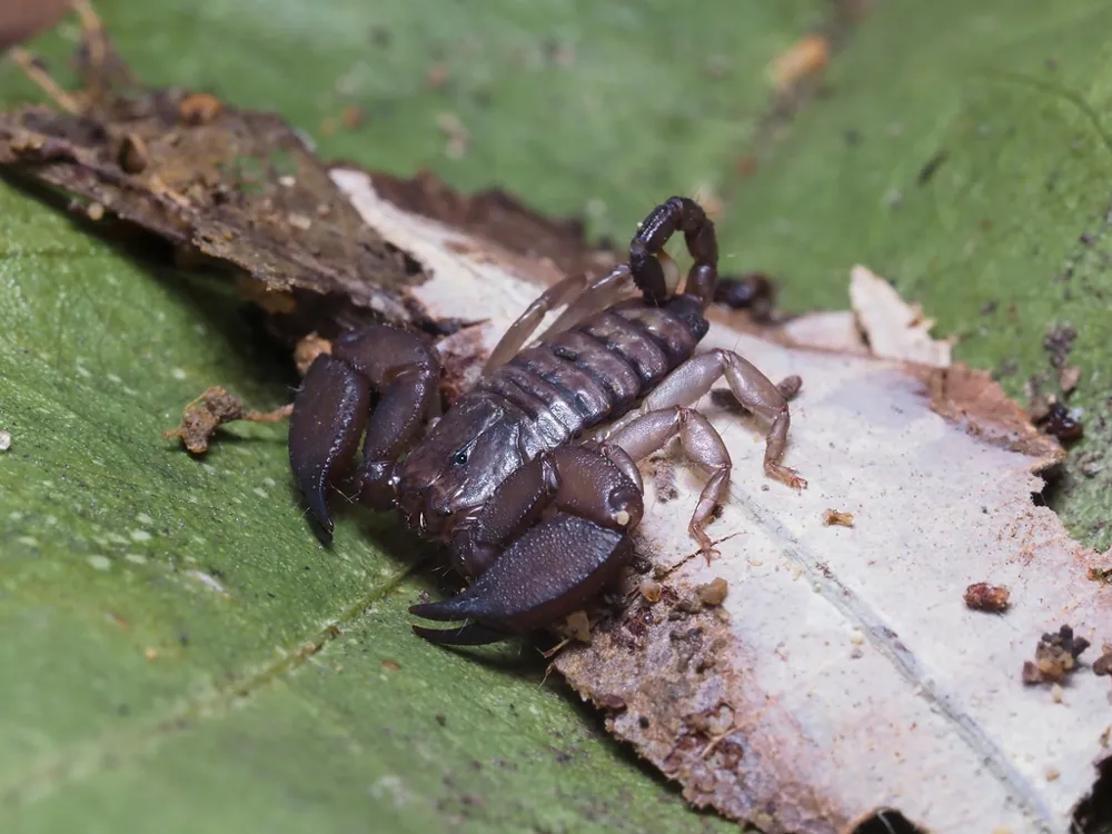 Foto de Dwarf wood scorpion