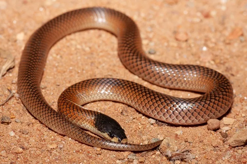 ภาพของDwyer's snake