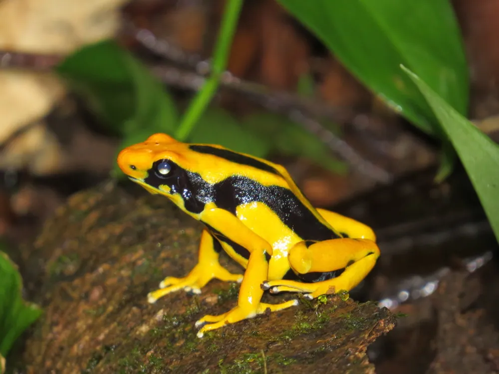 د Dyeing poison dart frog عکس
