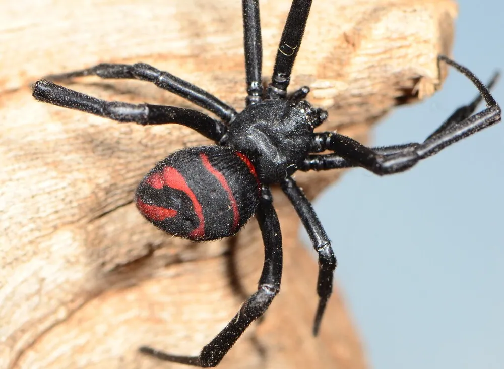 د East coast button spider عکس