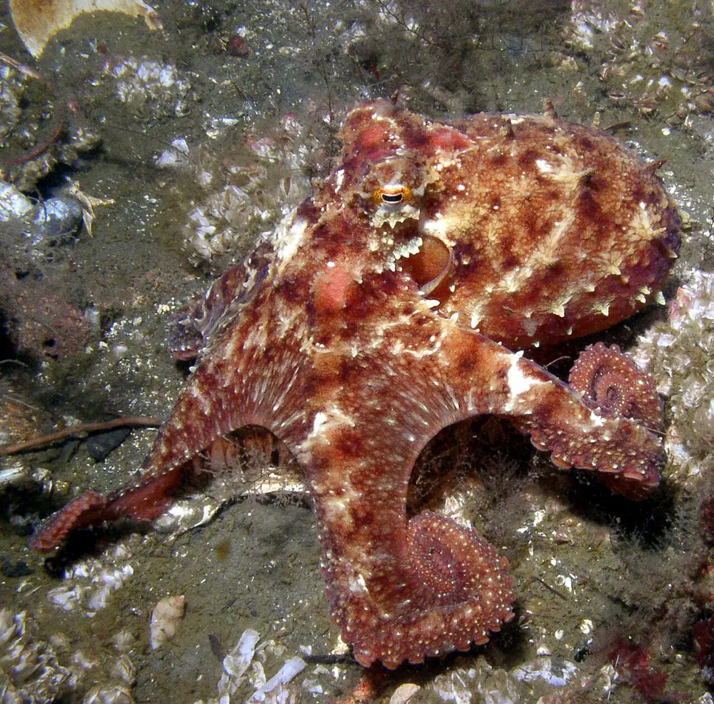 د East Pacific red octopus عکس